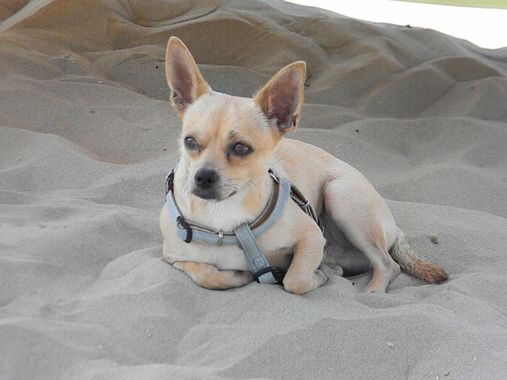 喬伊發現了他的完美飲食！