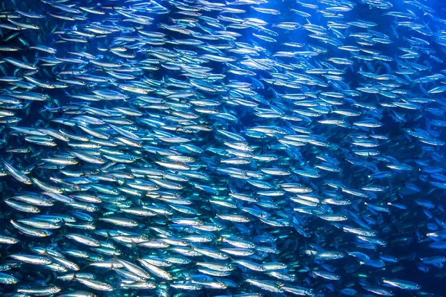 狗和貓可以吃魚嗎？這就是為什麼你應該將其添加到他們的飲食中
