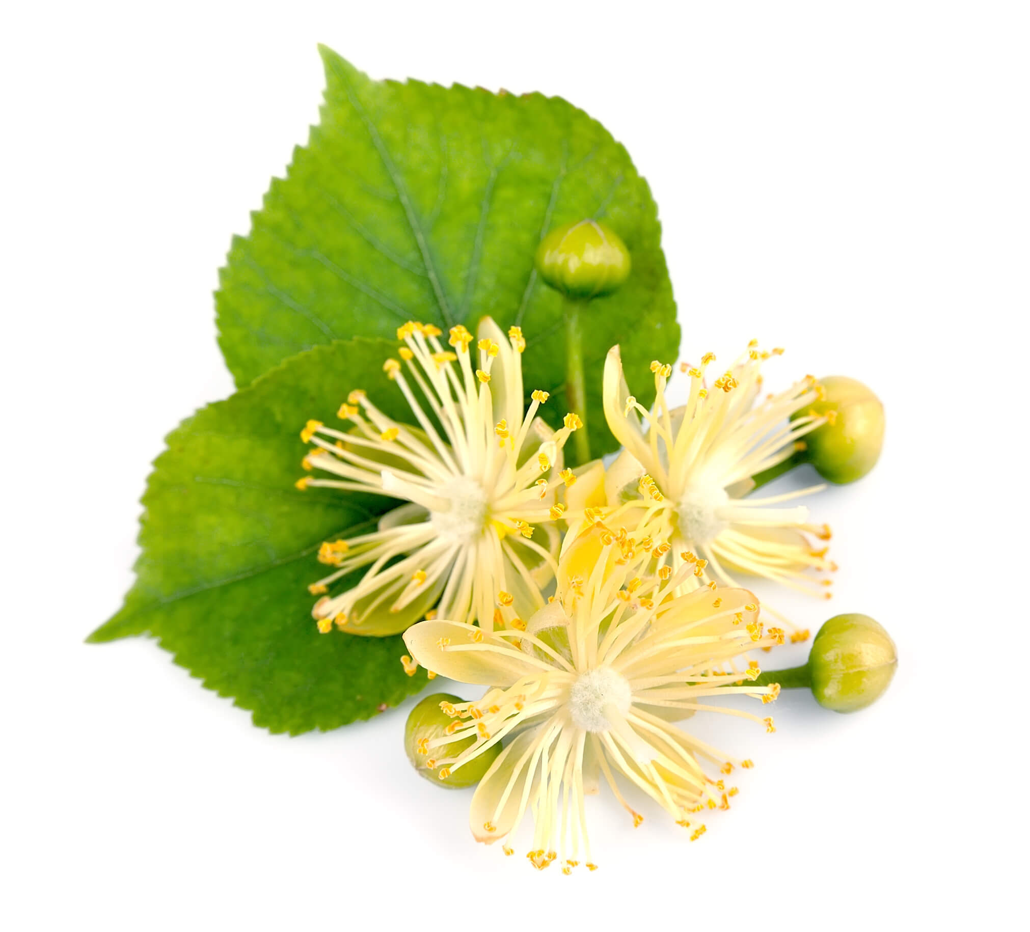 菩提樹