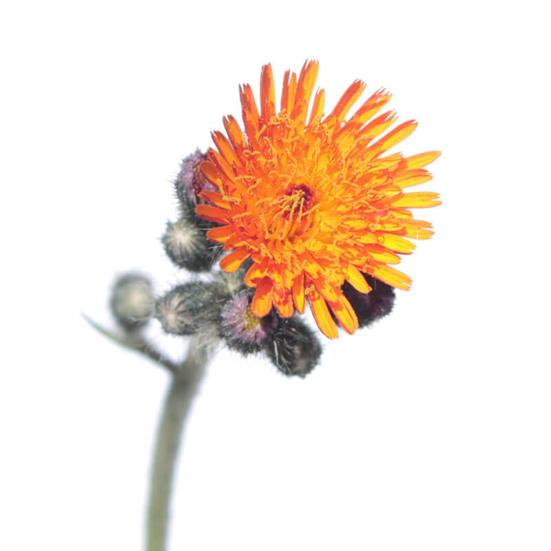 小耳草